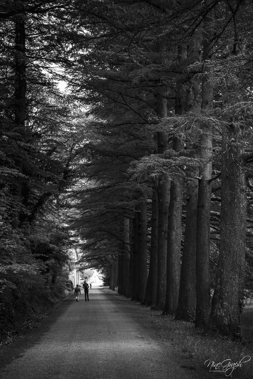 Forêt de Saoû, Drôme
