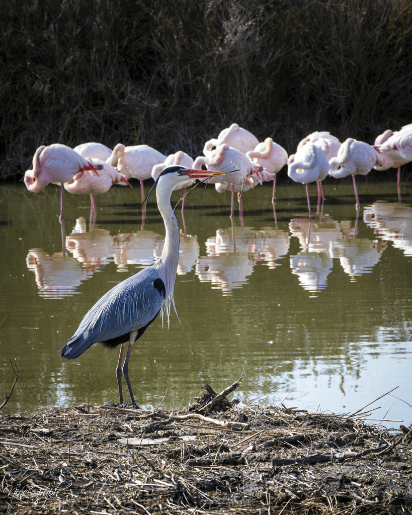 La Camargue, Parc Ornithologique de Pont-de-Gau, 2021