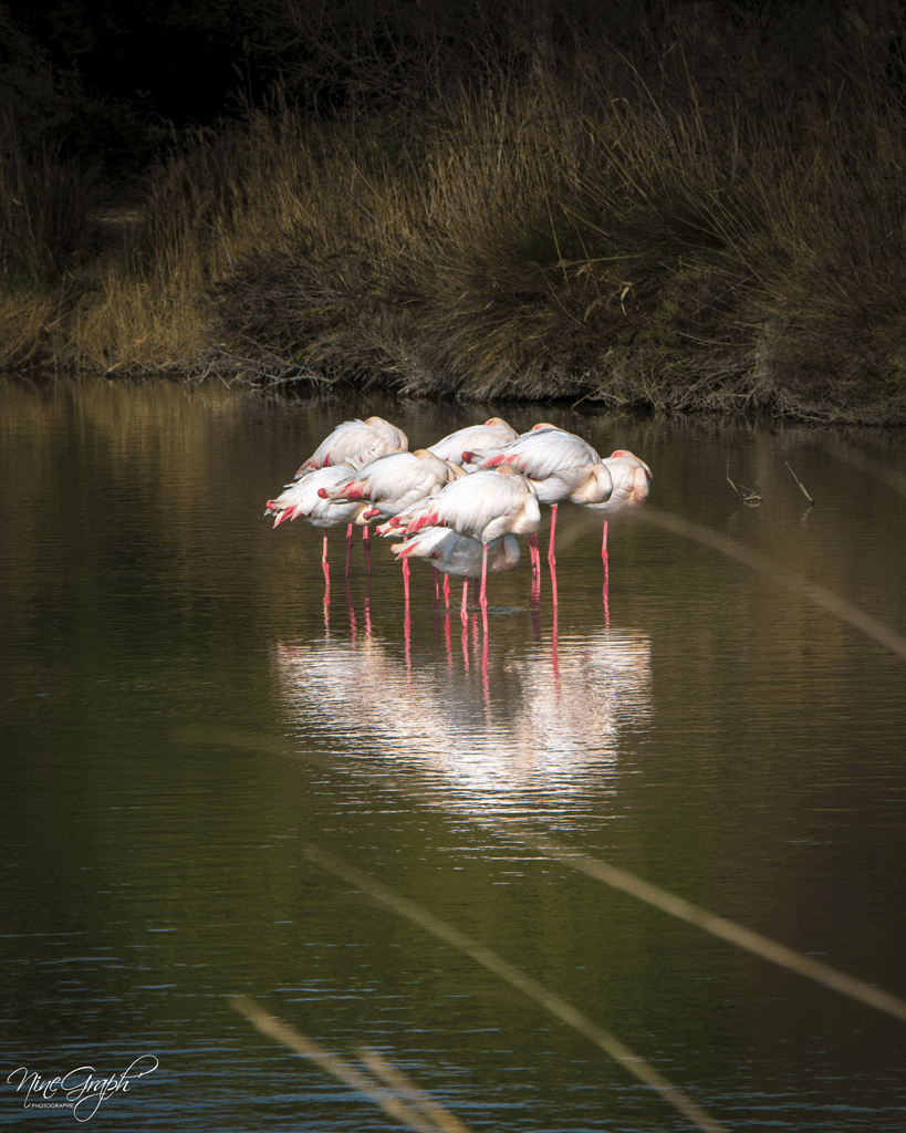 La Camargue, Parc Ornithologique de Pont-de-Gau, 2021