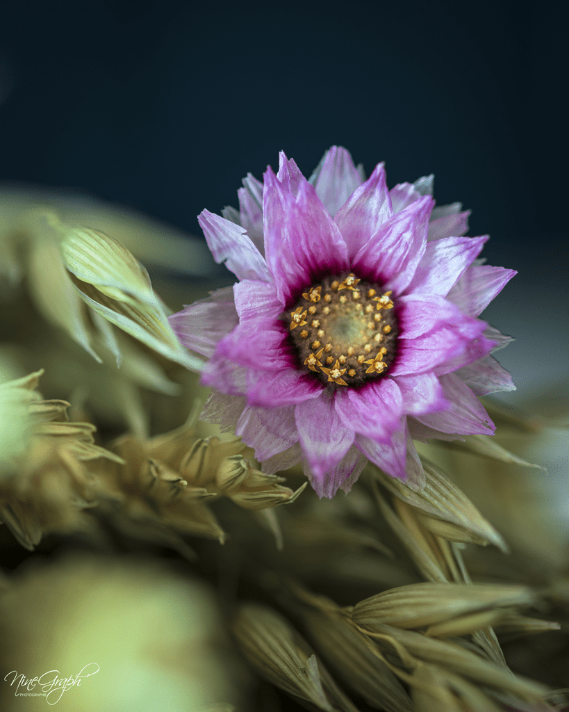 Fleur séchée ©NineGraph