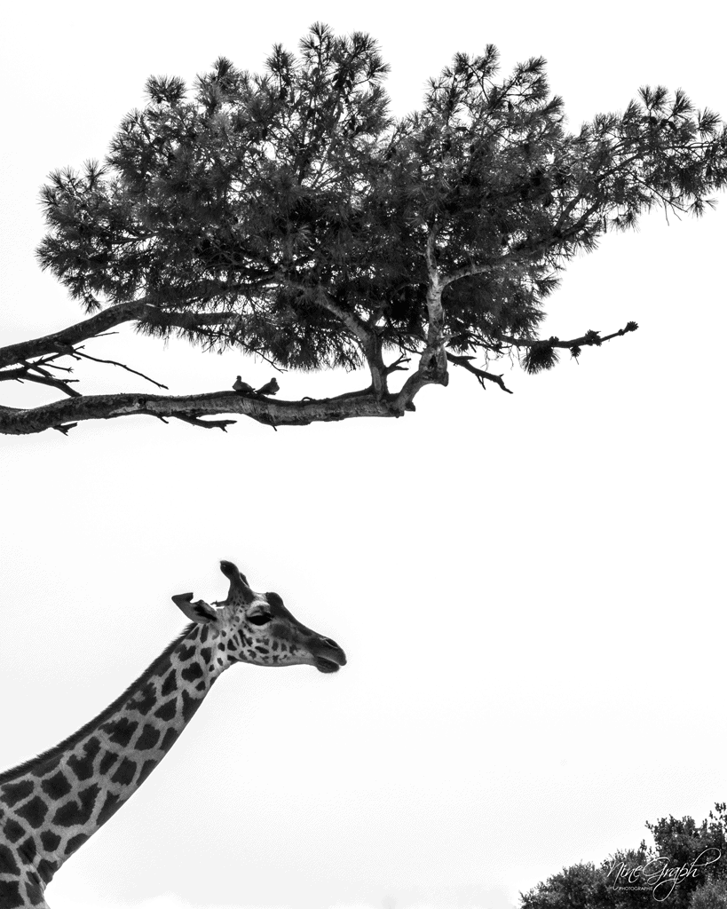 Girafe au parc animalier de la Barben
