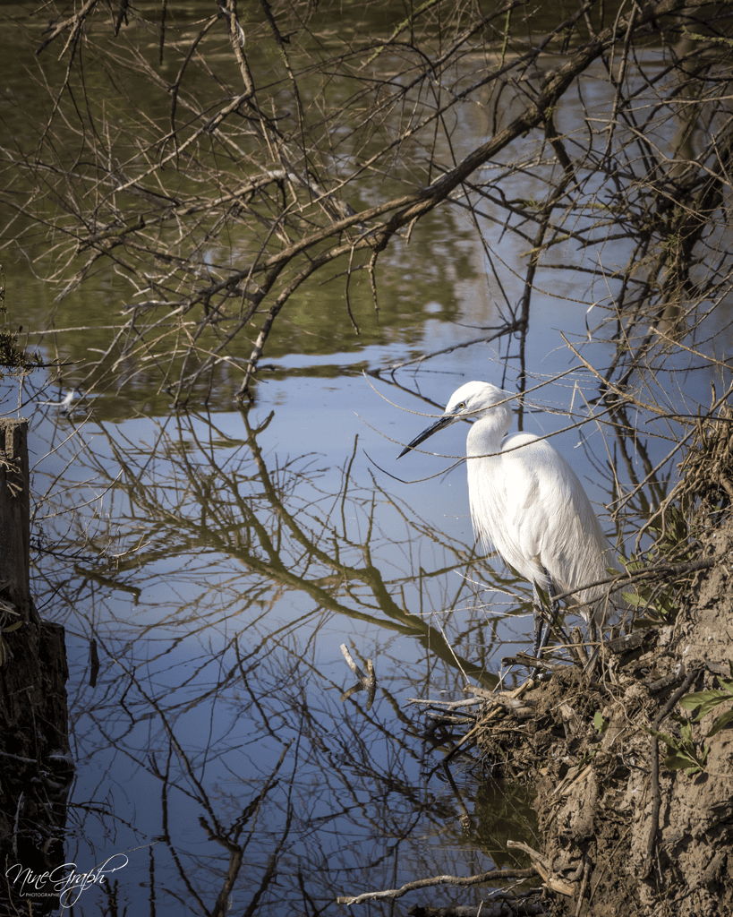 Parc ornithologique de Pont-de-Gau
