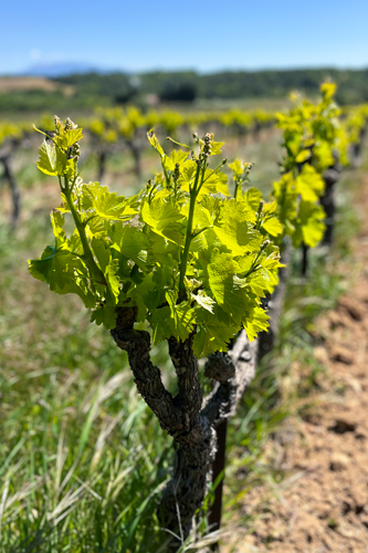 Vignes du Domaine de l'Ancienne École à Vinsobres, en Drôme Provençale © Virginie Fraisse
