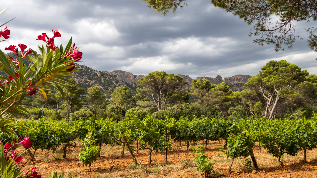 Vignobles et Découvertes autour des Dentelles de Montmirail